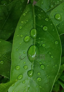 葉子,抽象背景,雨