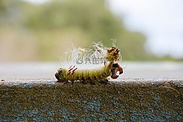 昆蟲(chóng),宏,性質(zhì)