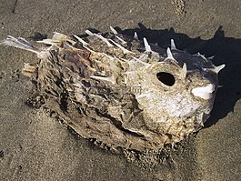 魚,沙,海灘