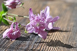 鴿的,花,廠
