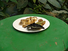 蝴蝶,維也納,食物