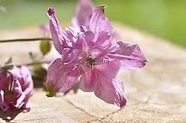 鴿的,花,廠