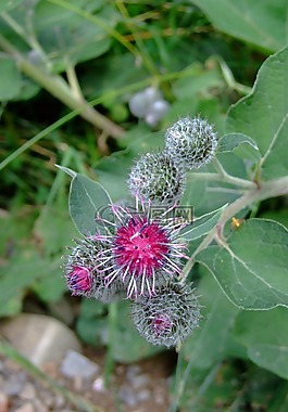 花,水飛薊,雜草