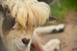 山羊,她,指向