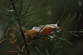 滴,樹(shù),葉