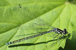 蜻蜓,昆虫,春天