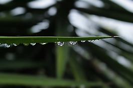 滴,植物,性質(zhì)