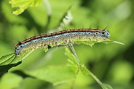 ringelspinner,卡特彼勒,昆蟲