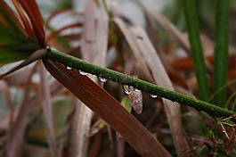 滴,植物,性質(zhì)