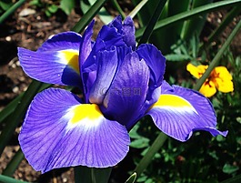 花,虹膜,開花