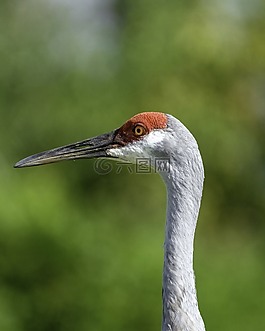 鳥,野生動物,動物