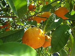 橙,水果,弗里施
