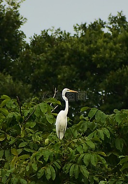 動物,森林,公園