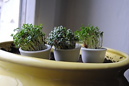 植物,葉,花盆