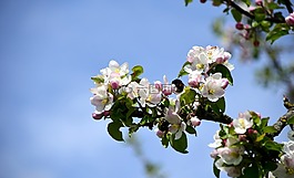 科,蘋果花,蘋果樹
