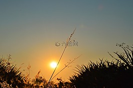 日落,性質,花卉