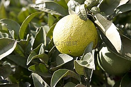 檸檬,樹(shù),柑橘類水果