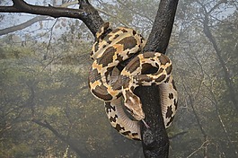 蟒蛇,蛇,野生動物