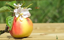 蘋果,蘋果花,春天