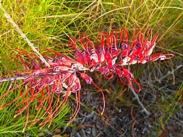 野花,開花,植物