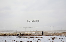 男子,羊,牧羊人