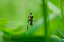 草,蠕蟲(chóng),木柵