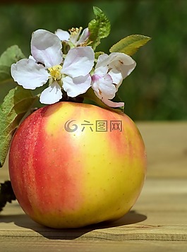 蘋果,蘋果花,春天