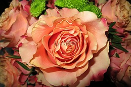 橙色玫瑰,開放的花,關(guān)閉