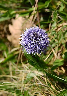 koulenka,globularia,花