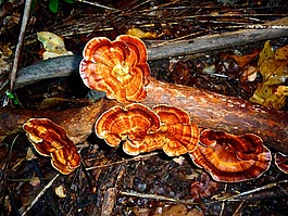 真菌,增長,紅色
