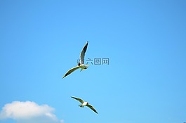 鳥(niǎo),海鷗,動(dòng)物