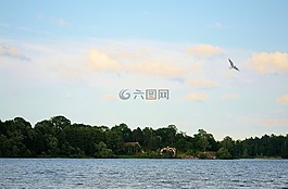 鳥(niǎo),海鷗,動(dòng)物