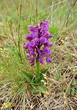 西方的沼泽兰花,dactylorhiza 藏,兰花