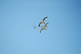 鳥(niǎo),海鷗,動(dòng)物