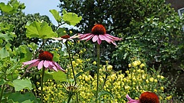 大黃蜂,鮮花,昆蟲(chóng)