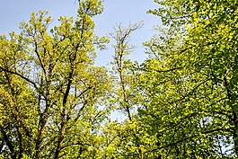 視圖,樹,森林