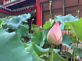 宗教,佛,荷花