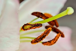 花,白,粉色