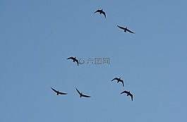鸟类,飞行,形成