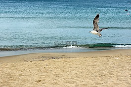 海鷗,海,海灘