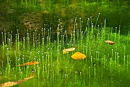 草,水,自然