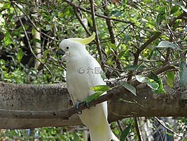 鳥(niǎo),性質(zhì),動(dòng)物世界
