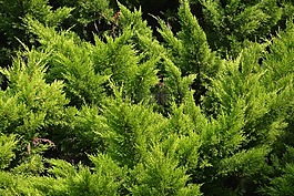 云杉,樹脂,針葉樹