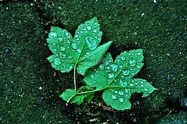 植物,葉,水