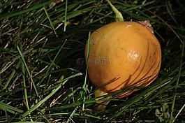 食品,蔬菜,南瓜