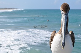 鳥(niǎo),水,海洋