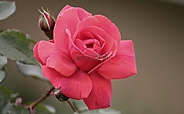 玫瑰,玫瑰綻放,開(kāi)花