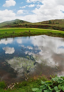 農(nóng)村,稻田,魚池塘
