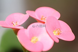 粉紅色的花,宏拍攝,春天的花朵