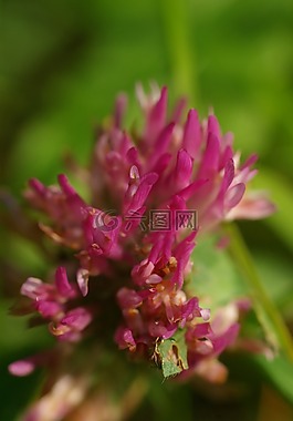 紅三葉草,開花,花